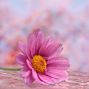 photo of a pink flower with a blurry background
